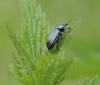 Platycerus sp.